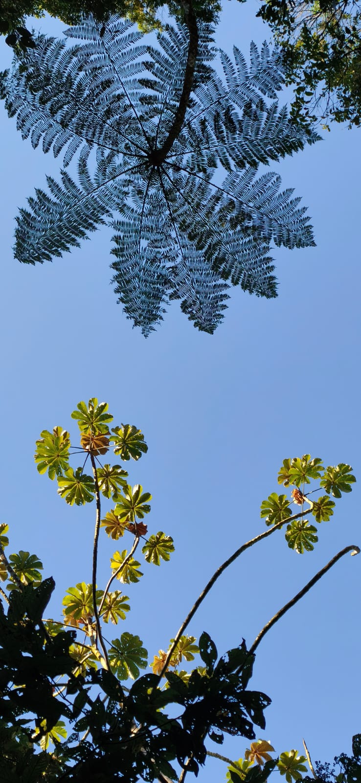 Copas e samambaias desenhadas contra o céu azul