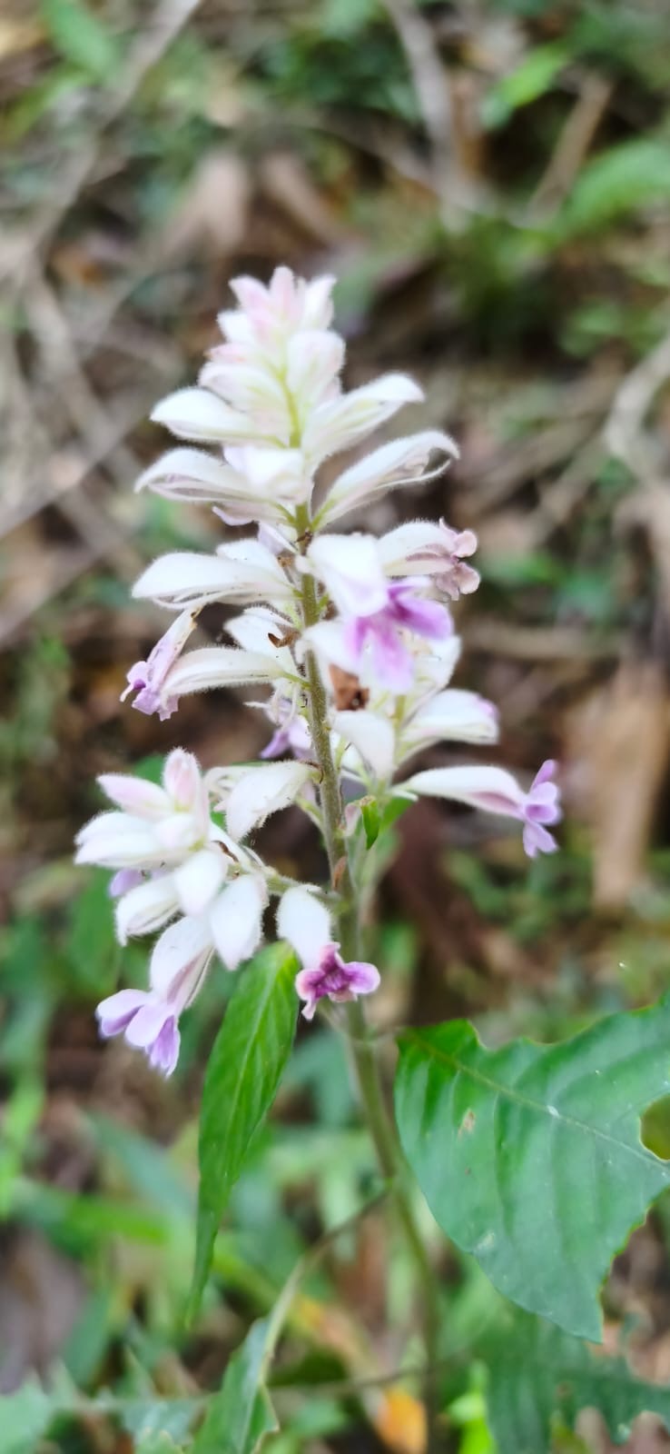 Flor branca e lilás no meio da mata